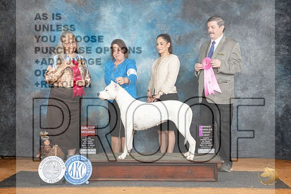 Dogo Argentino #6 Sat G2 Denise Dean OHG1 Judge Jim Fehring__JP_8157_MARSHALL_2024_HR3