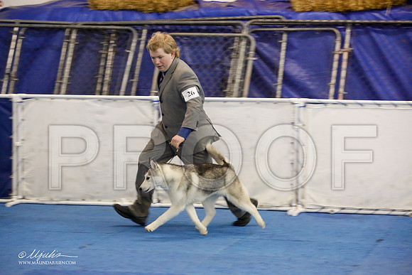 _M3_0484-AddisonHuskyMar2015-HR3