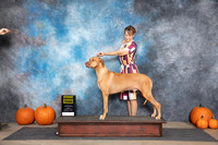Rhodesian Ridgeback #9 Fri G3 Judge Ann Meyer