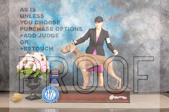 Weimaraner #10 Sat WB Judge?_MJ_7049_Houston_2022_HR3