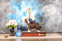 Beardie Collie #17 Sun BOBBOW Judge Janet Fink