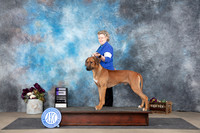 Rhodesian Ridgeback #5 Sun WD Judge Sulie Greendale-Paveza