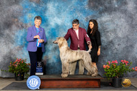 Afghan Hound #17 Sun WDBOWM Judge Christie Martinez
