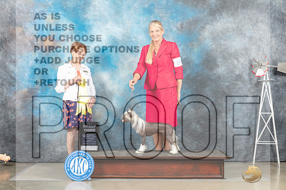 Chinese Crested #8 Sun G3 Judge Sharron Derrick_MJ_5069_Amarillo_2022_HR3