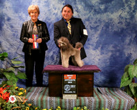 Poodle Toy #? Sat Best of Opposite Sex NO CATALOG INFORMATION Judge Mrs Houston Toddie Clark