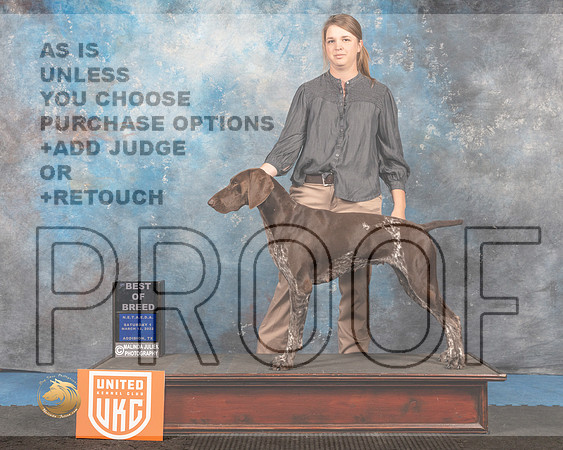 German Shorthaired Pointer #149 Sat1 BOB Judge Tracey Kallas_MMJ_6720_Addison2022_HR3