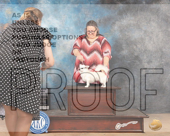 Chihuahua Long Caot #5 Sat BOW Judge Peggy McIllwaine r-MMJ_4479-Abilene2022-HR3