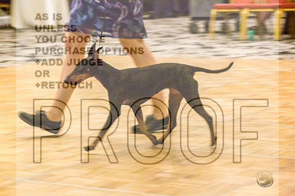 Manchester Terrier MTOY Candids-JJL_2064-Hstn2022_HR3