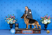 German Shepherd Dog #21 SAT BOB Judge Jamie Hubbard