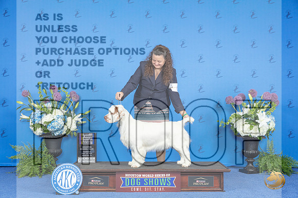 Clumber Spaniel #6 THUR BOB BOW M Judge Ann Yuhasz__JP_8381_Houston_2024_HR3
