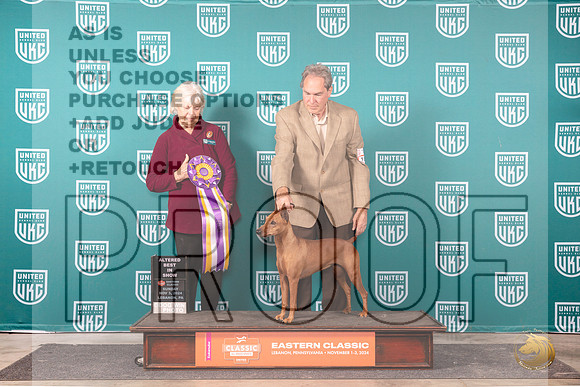 German Pinscher #101 Sun ABIS Judge Kathryn Baxter__JP_2510_UKCEastern_2024_HR3