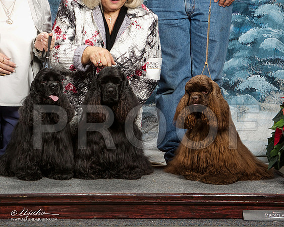 _ST_8915-DallasDec2014-HR3