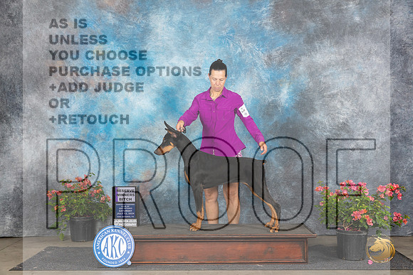 Doberman Pinscher #14 Sat WB Judge Paul F Willhauck__JP_5074_San Antonio_2024_HR3