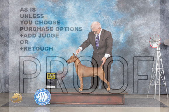 German Pinscher #7 Fri G3 Judge Pat Trotter__JP_5422_Amarillo_2024_HR3