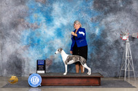 Whippet #9 Sat G1 Judge Pat Trotter