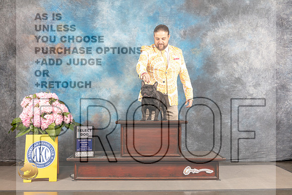 French Bulldog #25 THUR SD Judge Joe Walton_MJ_3871_Houston_2022_HR3
