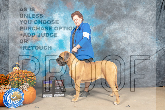 Mastiff #6 Sat BOBOHBOB Judge Steve Keating_MJ_5773_Belton_2022_HR3