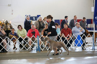Weimaraner BIS Fri Ring