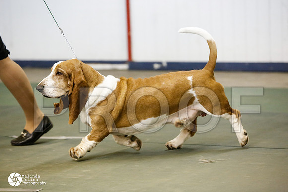basset-0529-DntnMar14-HR3
