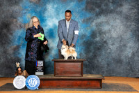 Chihuahua Smooth #25 Sun RBIS Judge Denise Dean
