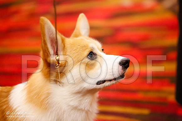 _JJ_9418-HstnCorgiFeb2015-HR3