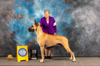 Great Dane #11 WED BISS Judge Garry Newton