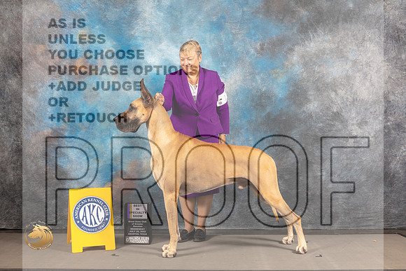Great Dane #11 WED BISS Judge Garry Newton_MJ_2172_Houston_2022_HR3