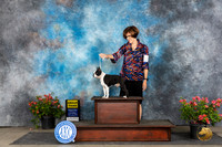 Boston Terrier #11 sat G3 Judge Karen McFarlane