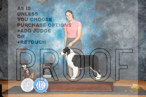 Australian Shepherd #23 Sun WDBOWBOS Judge Lisa Graser__JP_8544_MARSHALL_2024_HR3