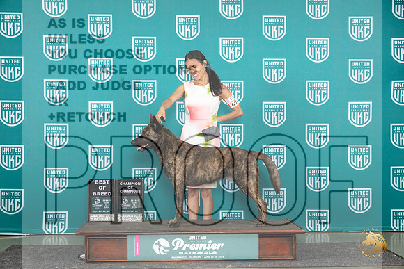 Dutch Shepherd #607 Sun BOB COC Judge Carianna Glenn__JP_2928_Premier_2024_HR3