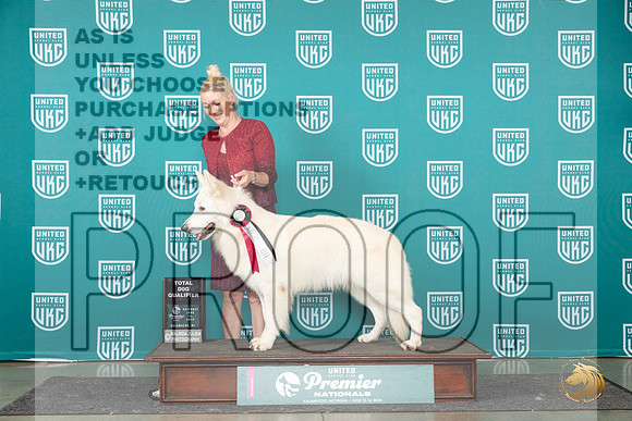 White Shepherd #910 Sat TDQ__JP_2735_Premier_2024_HR3