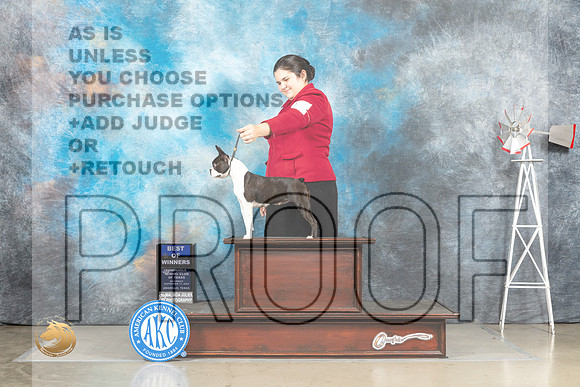 Boston Terrier #8 Sat BOW Judge Sharon Derrick_MJ_4486_Amarillo_2022_HR3