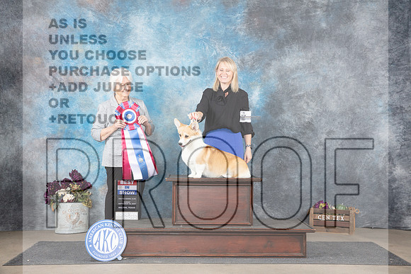 Pembroke Welsh Corgi #6 Sun BIS Judge Gloria Kerr__JP_8157_Belton_2024_HR3