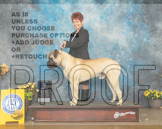 Bullmastiff #7 Thur BOW Judge Cathy Daugherty-MMJ_8815-NWARK2022-HR3