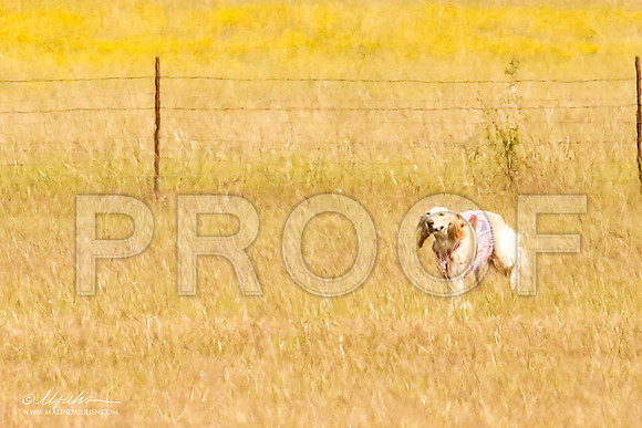 _MJ_4780-AfgBeltonOct2014-HR3