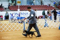 Border Terriers Sat Ring