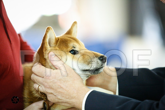 shib-9118-HtoJan14-HR
