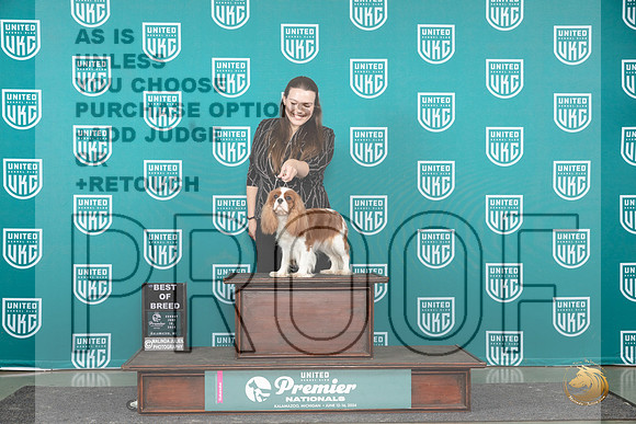Cavalier King Charles Spaniel #784 Sun BOB Judge Deb Alle__JP_2842_Premier_2024_HR3