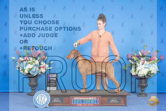 Vizsla #31 WEDWD M Judge Ida Kavafian r__JP_0070_Houston_2024_HR3