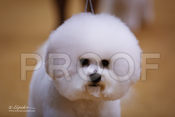 Bichon-4179-GRJan14-HR