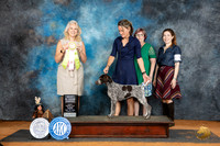 German Shorthaired Pointer #12 Sun PBIS Judge Pamela Wilson
