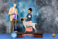 German Shorthaired Pointer #53 Wed BOW Judge Jon Cole