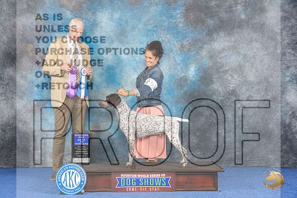 German Shorthaired Pointer #53 Wed BOW Judge Jon Cole__JP_7504_Houston_2024_HR3