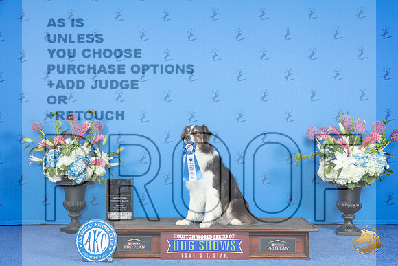 Australian Shepherd # FRI NT AKCT Judge __JP_9098_Houston_2024_HR3