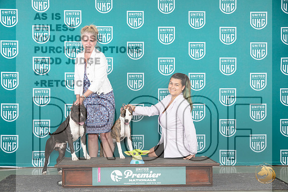 American Pit Bull Terriers #244__JP_2866_Premier_2024_HR3