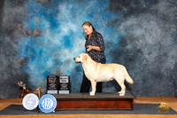 Labrador Retreiver #23 Fri SDOHBOB Judge Robert Stein