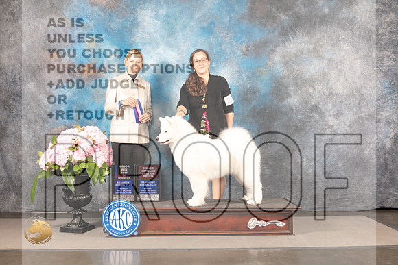 Samoyed #22 SUN BOW OHBOB Majo Judge Patricia Sosa_MJ_7911_Houston_2022_HR3