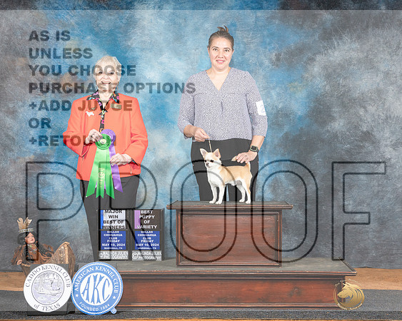 Chihuahua Smooth Coat #21 Fri WDBOW Judge Suzanne Dillin-_JP_7205e_Marshall_2024-HR3