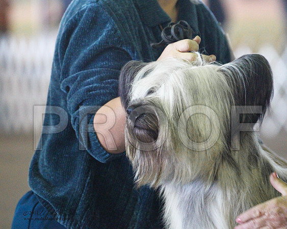 Skye Terrier - 0019