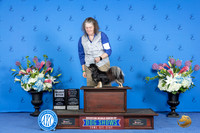 TIbetan Spaniel #8 FRI SB OHBOB Judge Jon Cole